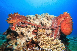 Mating octopus sitting on coral. by Jonpaul Hosking 